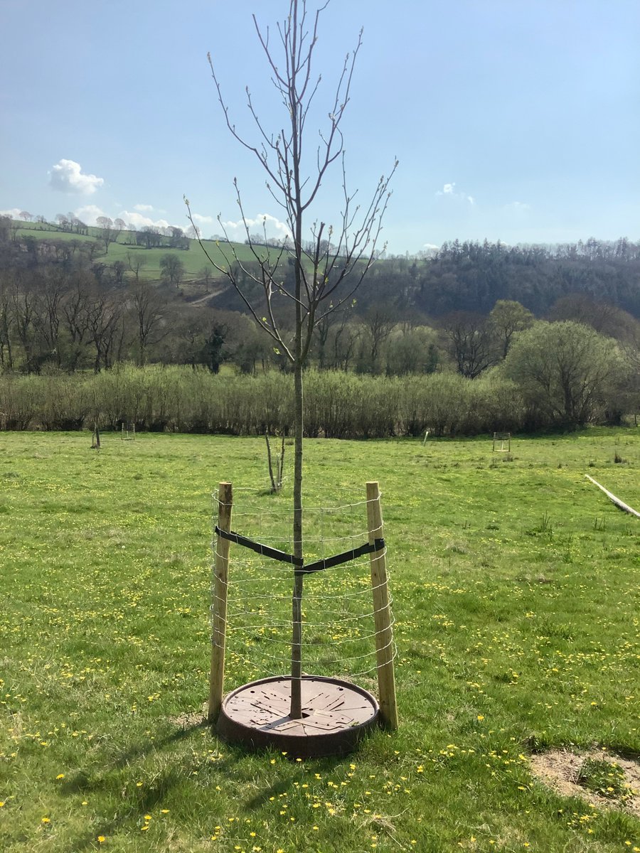 RussellHorsey's tweet photo. Tree watering question ask in Parliament - Govt encourage local authorities to continue to water their trees & shrubs https://t.co/zl5BkK95BZ @BristolTreeFora @BrisParksForum @TheStreetTree @aglederer @andyheald #TreePans #UrbanTrees @CatwgPrimary https://t.co/w3sZUg3ovD