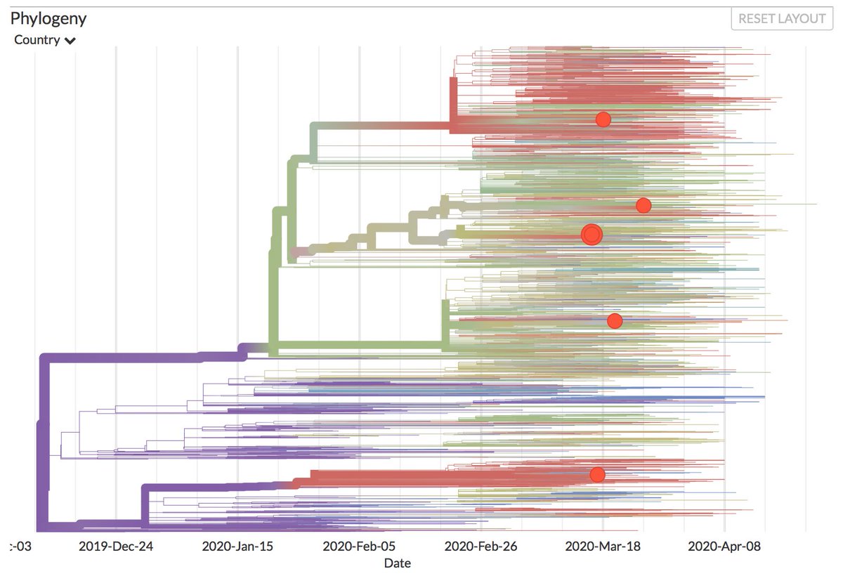 nextstrain's tweet photo. @GISAID @CDCgov The Costa Rica sequences fall throughout the tree (left image). 2 are found close to USA samples, the others fall within mixed clusters containing sequences from all over the world (one example in the right image).
(Thanks to #INCIENSA)
3/5 https://t.co/Pql9bufMDU