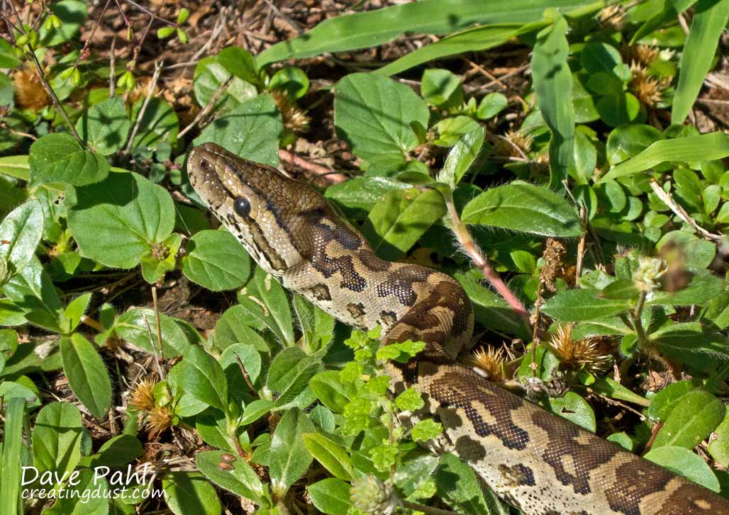 CreatingDust's tweet photo. The birds were going crazy this morning so we went out to see what all the fuss was about and found this beautiful young African Rock Python.
#africanrockpython #naturephotography #hoedspruitwildlifeestate #notsohappybirds https://t.co/eAtaCt1QRW