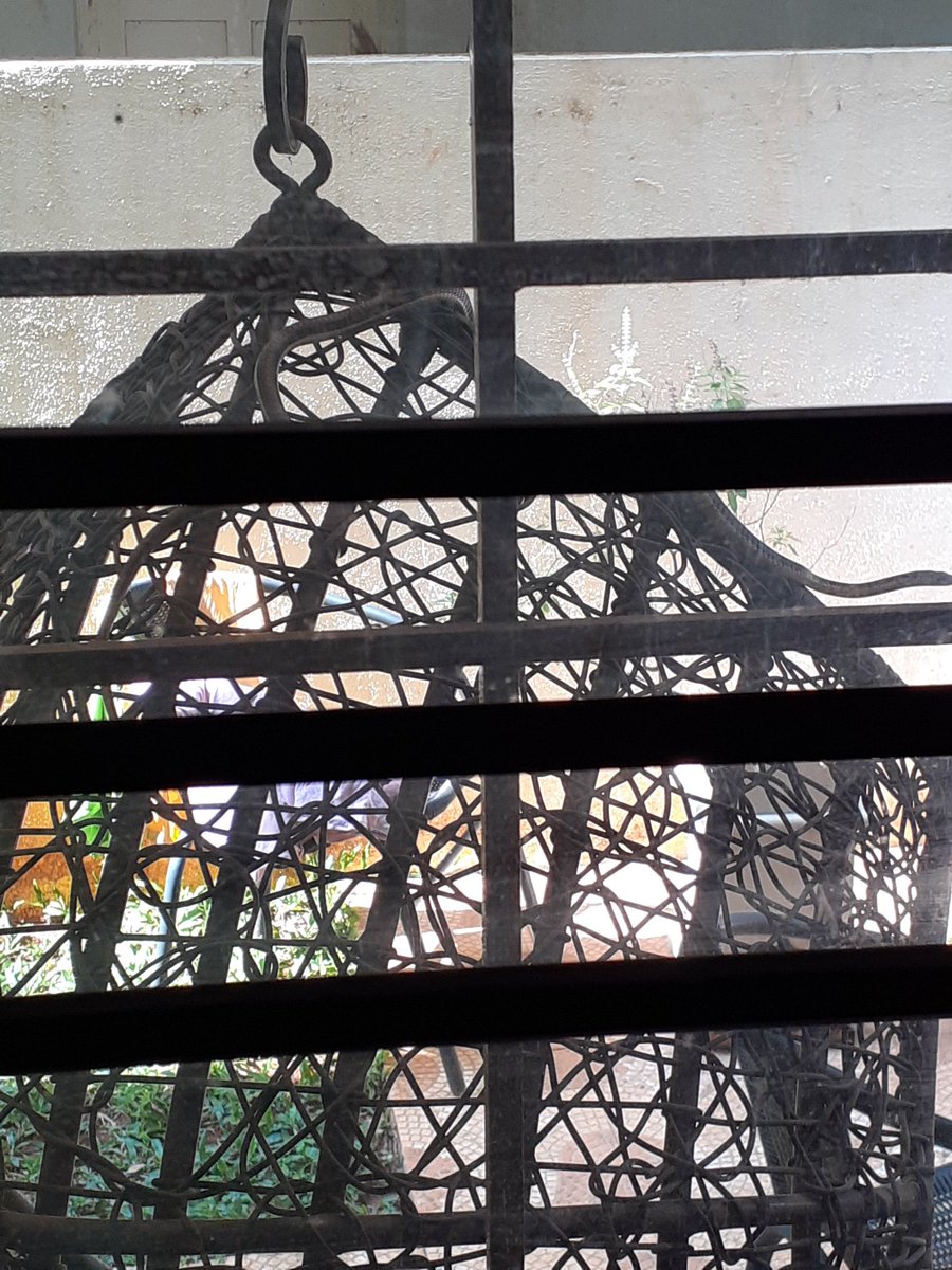 Ram_Honnavalli's tweet photo. Sometimes we have to be wary of our visitors in my balcony. (Just Zoom In to know who the visitor) #RSCFusion https://t.co/ly88cn55fh