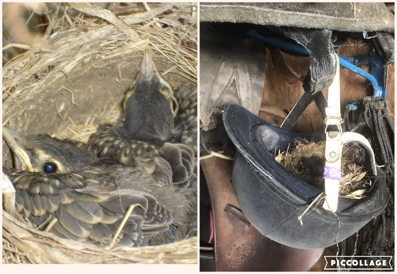 n_stinctive's tweet photo. Nature loves a vacuum!
My redundant riding hat becomes a home to a family of Robins.
#nature #robin #LifeAndBirth #newbeginnings #family #safeplace #unity #repurpose #safety #momentcaptured https://t.co/UJNYUI59ad