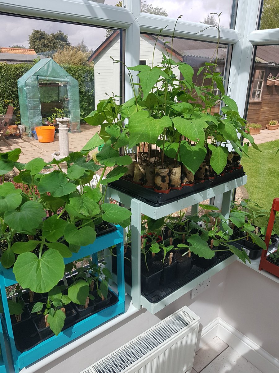The runner beans, squashes &amp; courgettes are loving the conservatory at the mo, they seem to have shot up in the last week!👍😊 #gro #growyourown #growyourownfood #garden #gardening #allotment #food #vegetables #food