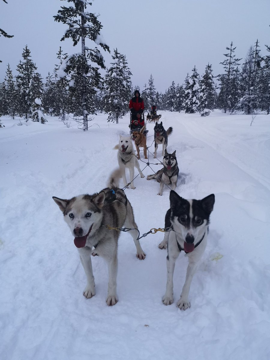 rodders470's tweet photo. @OddsMonkey took my daughter to Lapland at Christmas time. All paid for from matched betting money #Oddsmonkeymoney https://t.co/kWB5f9RmK0