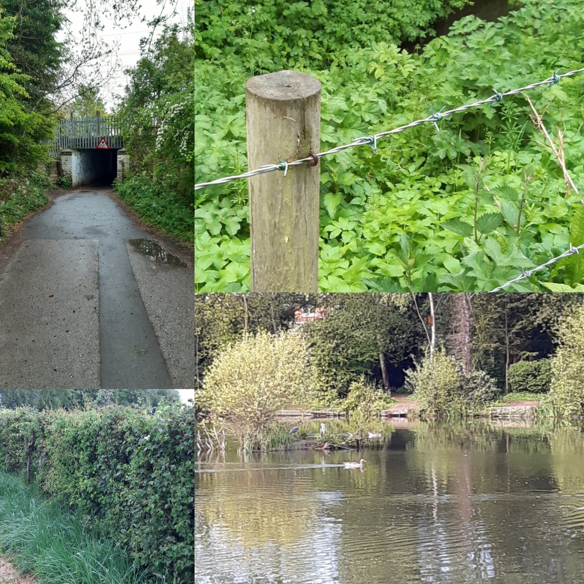 CJ_Colbourn's tweet photo. A day behind &amp; forgot to post yesterday so 2 today, Entrance, Fence, Geese and Hedge from yesterday. Information board, Junk, Kids play area, Leaves (can you tell I struggled today?) #seeyorkrunyork #abcrun #alphabetrun @seeyorkrunyork https://t.co/shWs5BIlBA