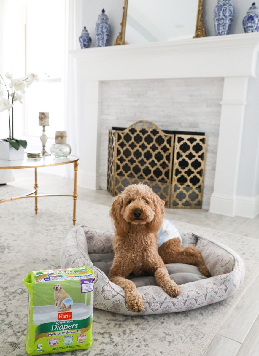 younglovemommy's tweet photo. Need a better solution to managing your pet’s elimination problems? Give Hartz® Dog Diapers and Male Wraps a try!! #DogsInDiapers #ad #dogsoftwitter https://t.co/j4b4r6AmlI @TheSouthrnThing @HartzPets https://t.co/LRJhzk7WQ5