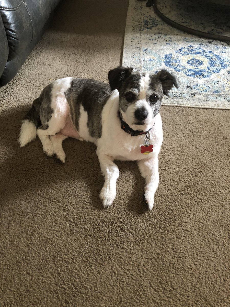 Look who got groomed today!!! #doggroomersrock #Terriermon