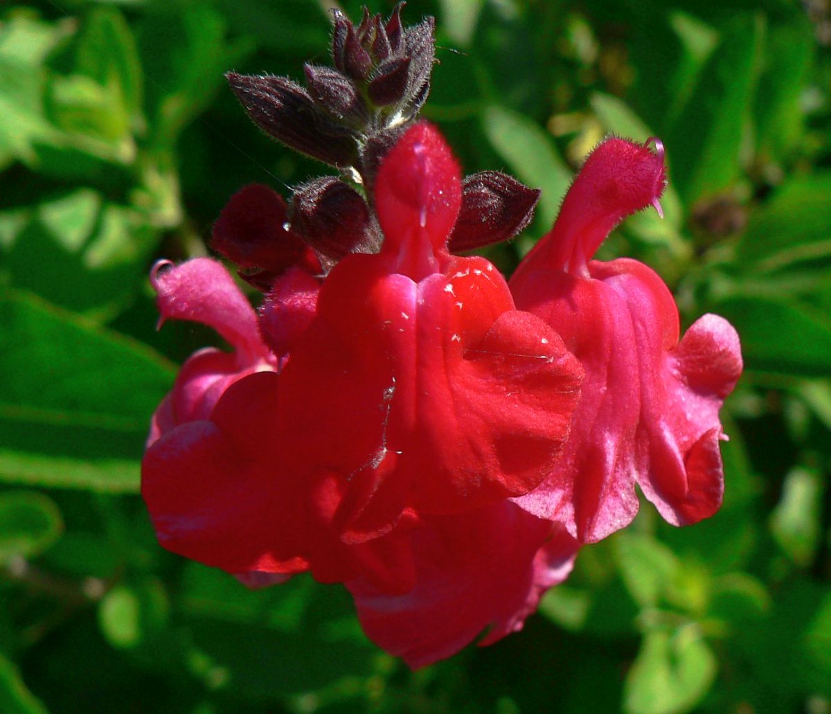 こころんグリーン V Twitter 近所のお宅の庭に サルビア ミクロフィラが咲いていました 深い赤の綺麗な花がたくさん咲いていました 明るい日差しの中で 輝いていました サルビア ミクロフィラ 深い赤 近所のお宅 庭 春 春の花 園芸品種 園芸 熊本市