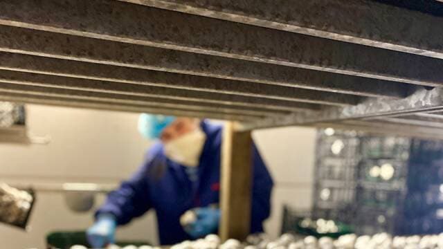 Fière du travail accompli avec les dév. éco. ⁦@solutions_andco⁩ et élus locaux depuis 2 ans  sur le projet d’implantation et de création de 150 postes en CDI à pourvoir dans une champignonnière à Landivy #Landivy #Mayenne #Entreprises <a href="/OuestFrance/">Ouest-France</a> ouest-france.fr/pays-de-la-loi…