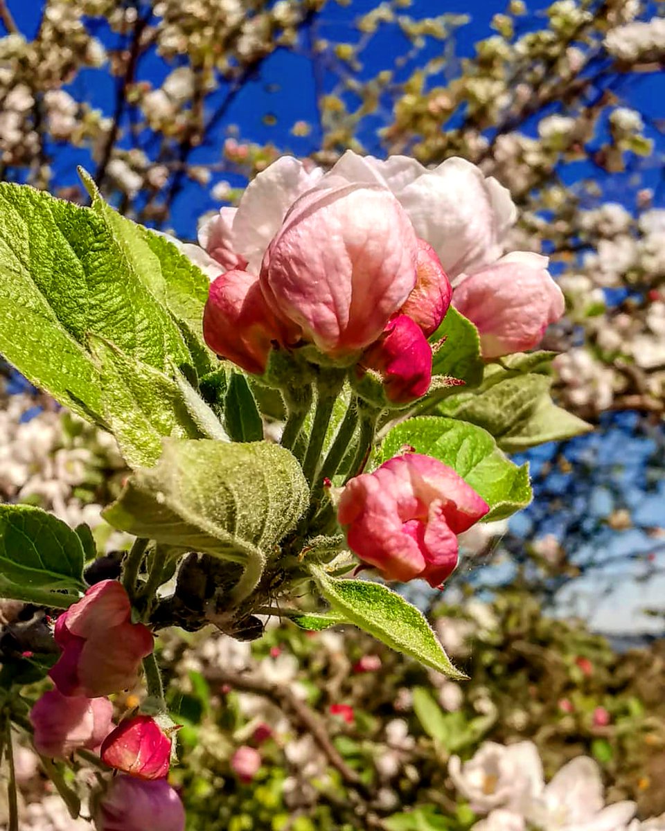 Spring is coming! 🌼
Good luck for the new season 😎🍀
.
.
.
#like #follow #share #comment #subscribe #castelnuovodellabate #montalcino #borghettomontalcino #tuscany #tuscanygram #italy #italy🇮🇹 #italia #santantimo #valdorcia #travel #travelblogger #travelphotography #travelgram
