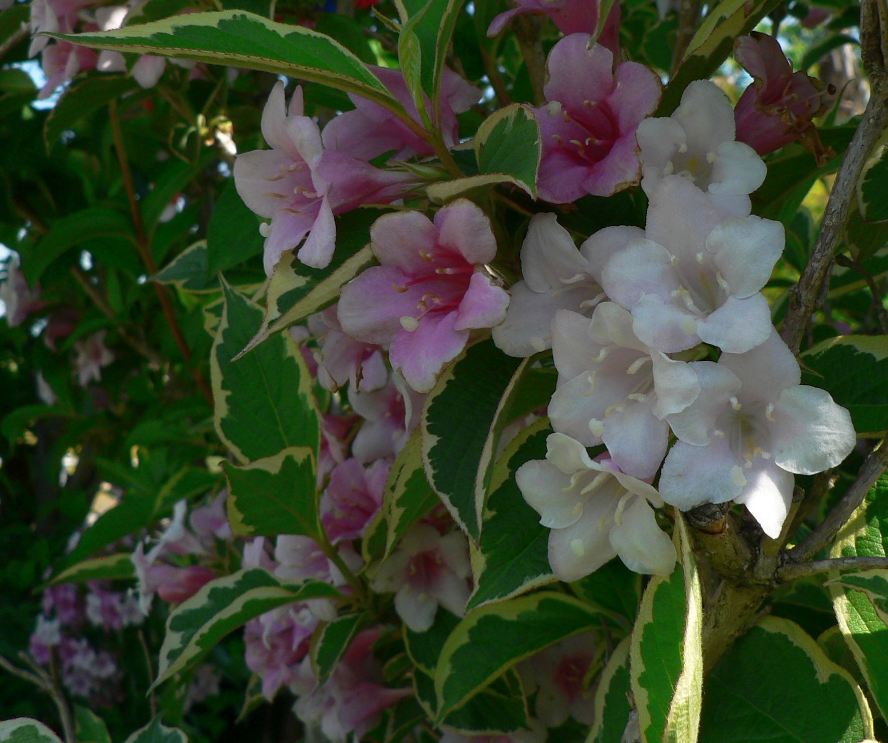 こころんグリーン 近所のお宅の庭に ウツギの花がたくさん咲いていました 白とピンクの花が 混ざって開いています 5枚の 花びらのしっかりした花が 密集しています ウツギ 近所のお宅 庭 白 ピンク 花びら 春 春の花 園芸品種 園芸