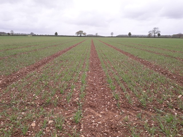 LGSeedsUK's tweet photo. 👍 to @MarkyBoy501, from our barley breeding team... he's been busy spreading nitrogen sulphur fertiliser on some of our spring barley trials! 🚜💦

#TrialsUpdate #barley #FeedTheNation https://t.co/yYnChF4zEY