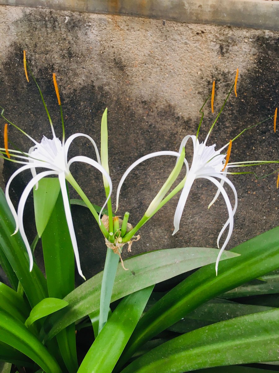 PopsUpTech's tweet image. Capture On  iPhone se