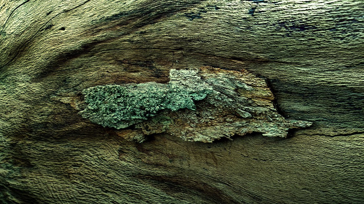 DanielW99307120's tweet photo. wood tree skin #texture #piceyed   3D graphic design https://t.co/7WauLSwiUr