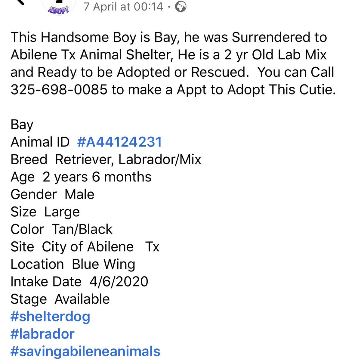 reddogsusie's tweet photo. #TX #ABILENE
🆘🆘LONGING FOR LOVE! Bay 2yo #LabradorRetriever very sweet & friendly with such a gorgeous pleading face desperate to be noticed! Pls be his hero #ADOPT #PLEDGE #FOSTER #RESCUE #A44124231
https://t.co/rbnzrFdpcJ https://t.co/VE2M17Nqvm