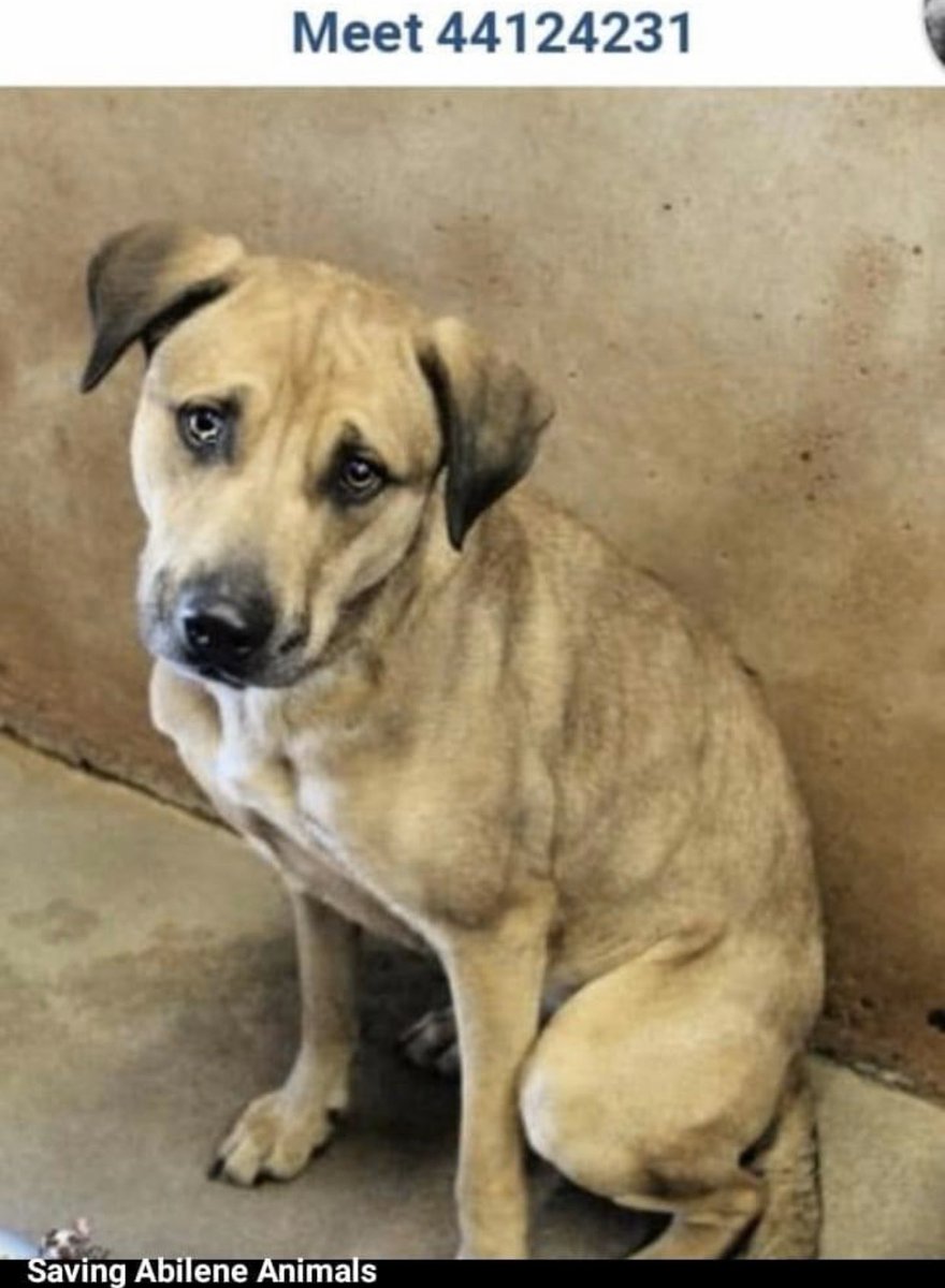 reddogsusie's tweet photo. #TX #ABILENE
🆘🆘LONGING FOR LOVE! Bay 2yo #LabradorRetriever very sweet & friendly with such a gorgeous pleading face desperate to be noticed! Pls be his hero #ADOPT #PLEDGE #FOSTER #RESCUE #A44124231
https://t.co/rbnzrFdpcJ https://t.co/VE2M17Nqvm