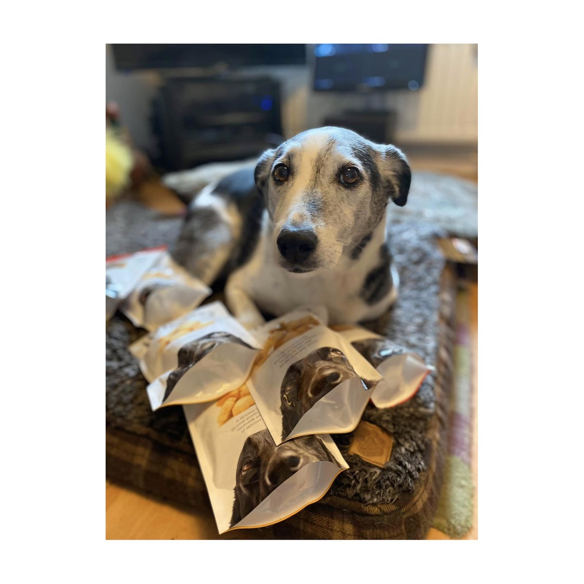 petbakeryuk's tweet photo. Congratulations 🥳 
We’ve received these pictures from our competition winner Claire, of her dog Billy enjoying his winnings 😍
Be sure to send us any snaps of your dogs enjoying their treats! https://t.co/uYtQTvhZ6M