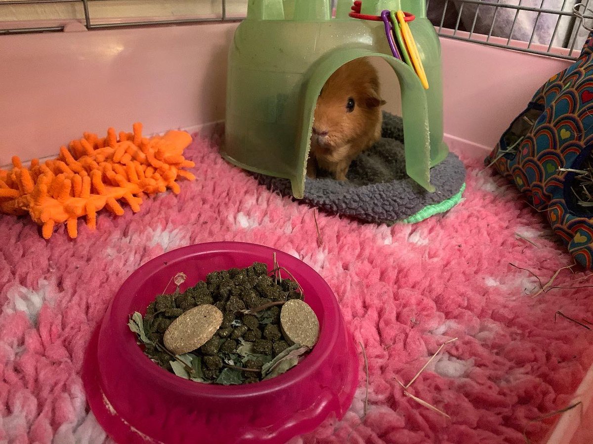 sometimeredhead's tweet photo. Clean cages won’t last long with the #Porkettes! #guineapigs #cavies #cavy #guineapig #porkettepalaces #vetfleece #pigloo https://t.co/bsbACunT9V