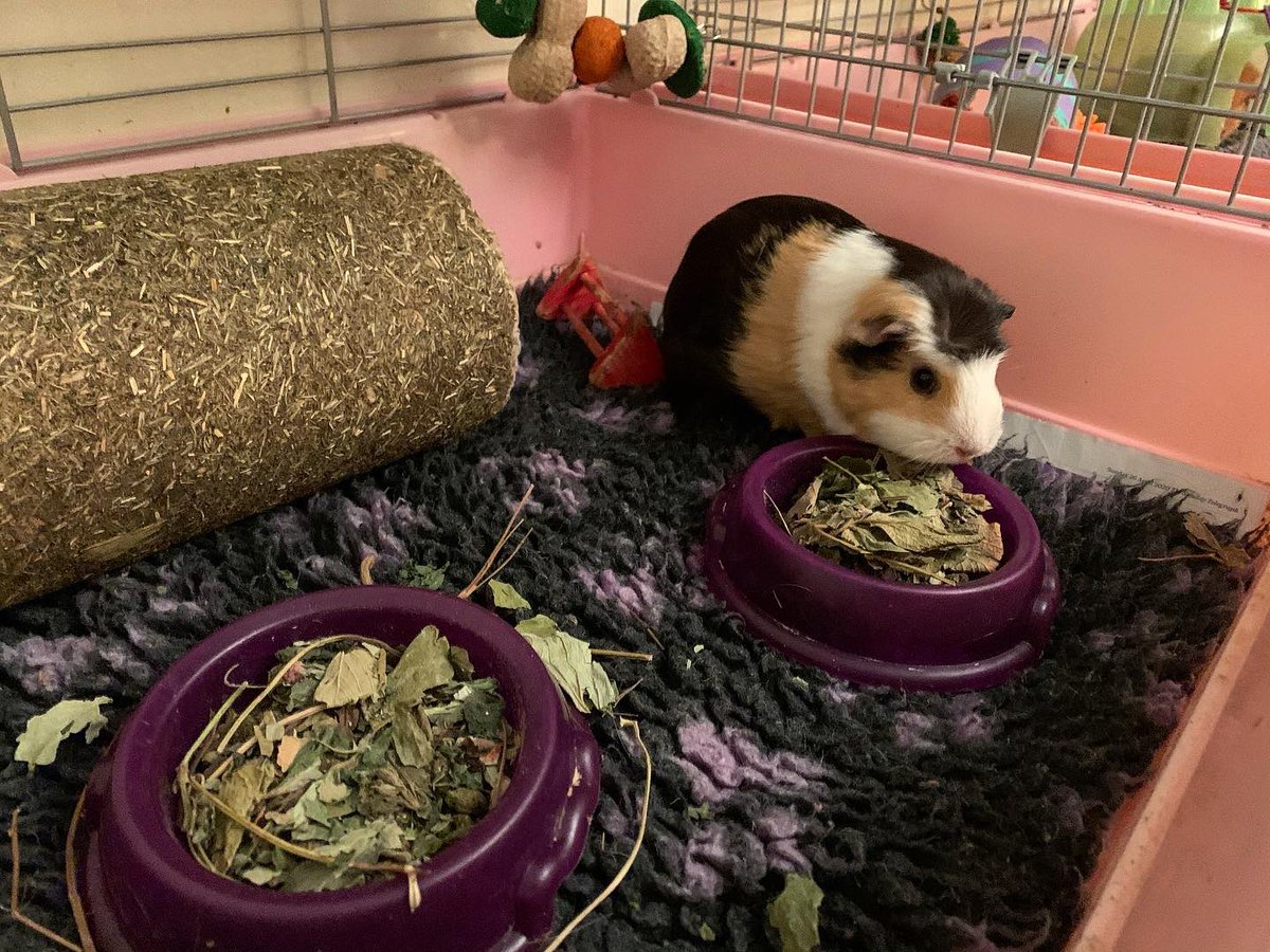 sometimeredhead's tweet photo. Clean cages won’t last long with the #Porkettes! #guineapigs #cavies #cavy #guineapig #porkettepalaces #vetfleece #pigloo https://t.co/bsbACunT9V