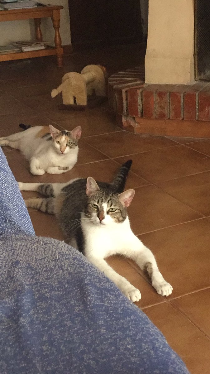 sofia_bisbalera's tweet photo. Una vez leí que hasta que no tienes animales una parte de tu alma permanece apagada. Entonces me pareció una tontería, pero hoy sé que no hay amor más puro que el que llegas a sentir por ellos https://t.co/kgSIDXAFt3