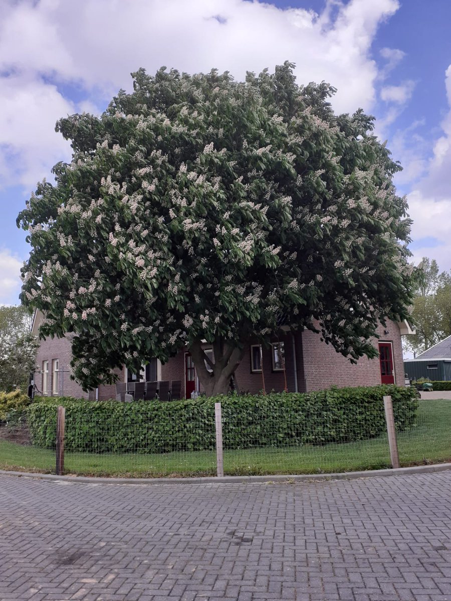 Hakkert3's tweet photo. De #kastanjeboom is nu op z'n #allermooist. https://t.co/cp1Ur4ldig