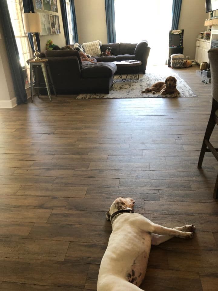 HSGSav's tweet image. Happy Tails, Lucy!
“We're madly in love."

Thank you so much for giving Lucy a great life! 🐾❤️