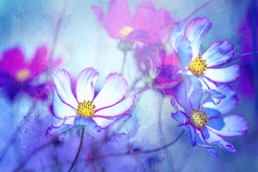 'Dancing Cosmos' by Terry Davis buff.ly/2Hsxv8G
#Flowers #CosmosFlowers #Movement #Dancing #Purple #TerryDavis @TerryIKON