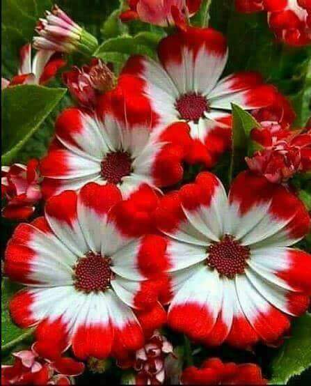 El Señor de la Medianoche tweet media