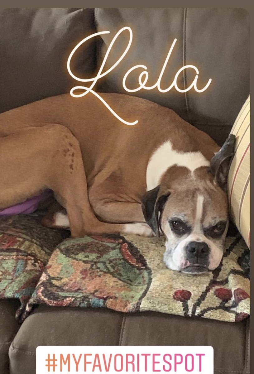 Class of 2023, post your pet pics today as part of the virtual challenge! Here are my 2 coworkers! #StreaksInIsolation <a href="/WHstudco/">WH Student Council</a> <a href="/WHRHighSchool/">Warren Hills HS</a>