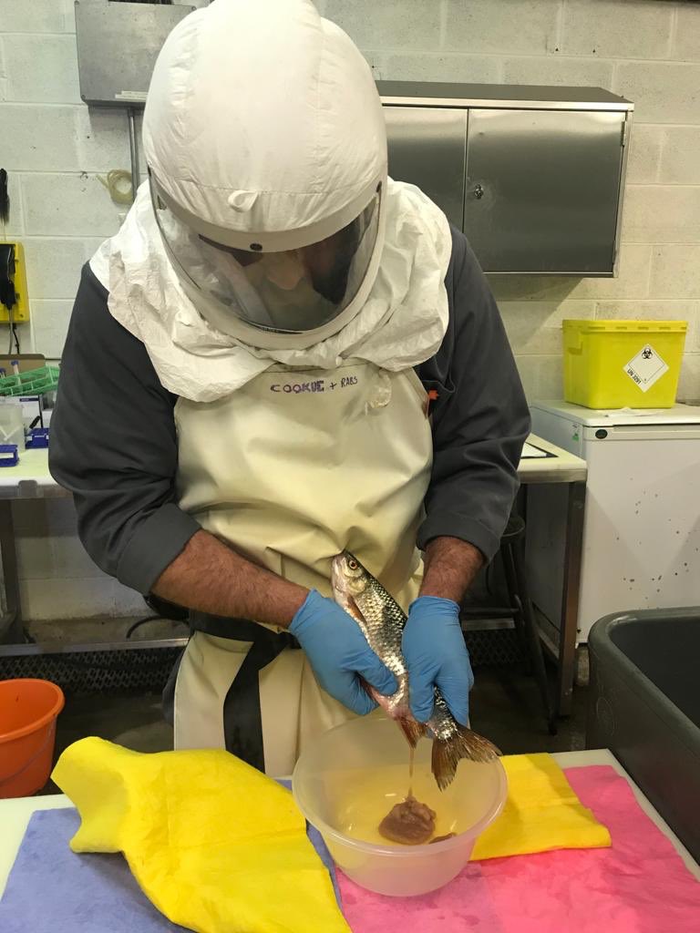 Every precaution has been taken to ensure these lovely #RiverTrent #Roach are spawned safely. #CalvertonFishFarm #TeamEA