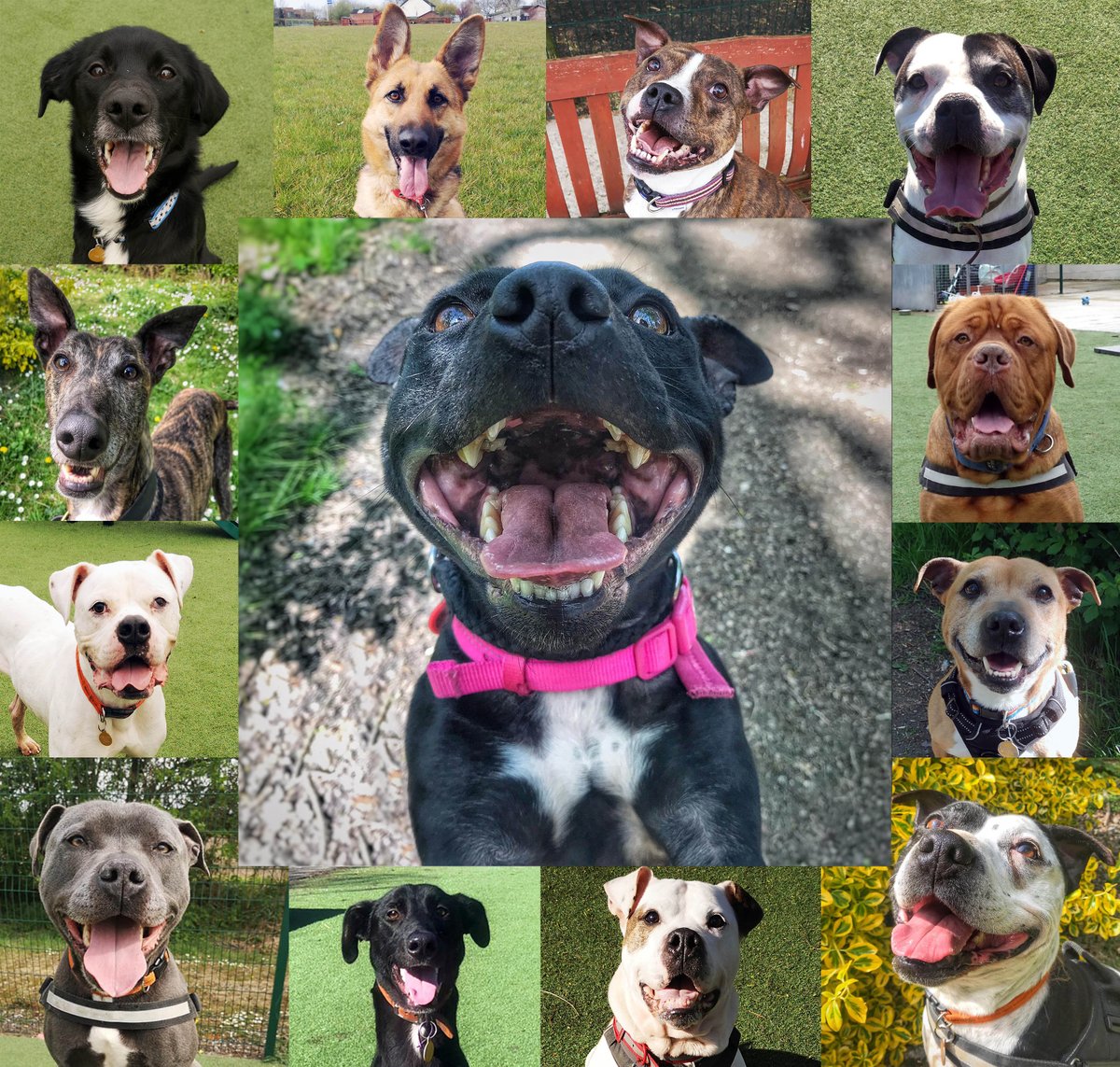 manchdogs's tweet photo. The dogs here at Manchester and Cheshire Dogs Home would like to spread some pawsitivity and are sending you all a great big smile😆
You can make them smile by supporting us in these challenging times - https://t.co/4fzIHgWM1o
#ThursdayThoughts #thursdayvibes #dogs #dogsoftwitter https://t.co/4pmsiIzcQ2
