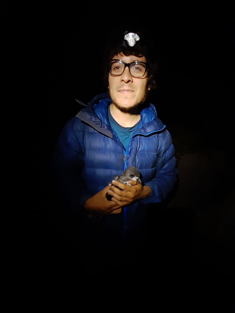 BioOneNews's tweet photo. Congratulations to Fernando Medrano Martínez (@FmedranoM), winner of a 2020 Ambassador Award for his article on #storm- #petrels in the #Atacama Desert, published in @ARDEA_journal! https://t.co/xrzMt6rcXF #BioOneAmbassadors https://t.co/5DYO6bwITM