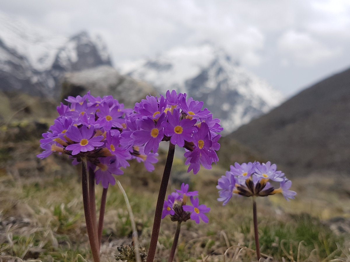trekparasite's tweet photo. It's summer!
Let me flower myself.
Far from the human touch,
At the end of mountain notch!
What about you?
Is your heart flowering enough? π§ββοΈπΌ
#Himalaya #Mountain #flower #trek #trekking #nature #Nepal #trekparasite #nepsight https://t.co/V7BxEsR2Bi