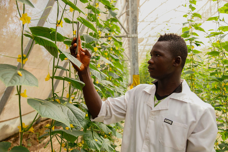 CTAflash's tweet photo. CTA's #FarmersHub project supports young #agripreneurs 🇲🇱🇸🇳. This leads to:

🍅 Improved productivity and quality of fruit and vegetable
farming using greenhouses.

📈 New job opportunities for the youth. 

👉https://t.co/aYkYzO9zno https://t.co/W5vktunGhj