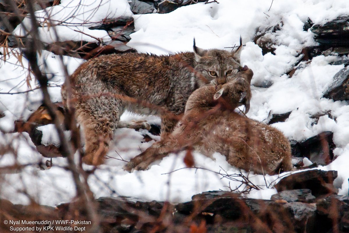 These intimate photographs of the Himalayan Lynx were taken in Pakistan.

Captured feasting on a freshly hunted markhor in Chitral Valley, these images give us the closest look yet into the predatory behaviour of this highly elusive big cat of Pakistan’s northern mountains. 1/2