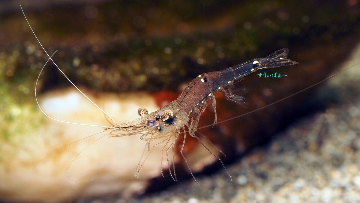 すりぃぱぁ در توییتر イッテンコテナガエビ 南方汽水物量no 1 キレイで魚に手出さないので好き 川エビ写真展 すりぃぱぁ در توییتر イッテンコテナガエビ 南方汽水物量no 1 キレイで魚に手出さないので好き 川エビ写真展