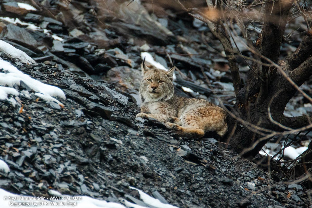 Almost exclusively a nocturnal hunter, it took a fine combination of patience, powerful telescopic lenses and a serious stroke of luck for our photographer, supported by the Khyber Pakhtunkhwa Wildlife Department, to capture this incredible moment. 

Photos by <a href="/NyalMueenuddin/">Nyal Mueenuddin</a> 2/2
