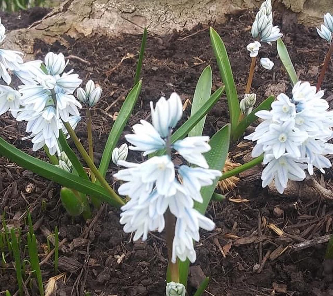 🌷🌱🌼Signs of spring bloom every day in Downtown Syracuse. 🌼🌸🌷
.
.
Thanks to Michael Arcaro on our Environmental Maintenance crew for these beauty shots 📸