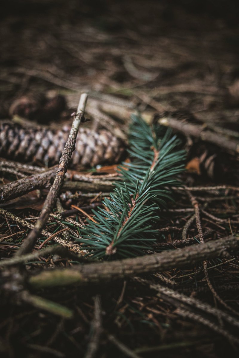 #jeudiphoto #forest photo by @inthefrenchalps @frenchvisuals #frenchvibes