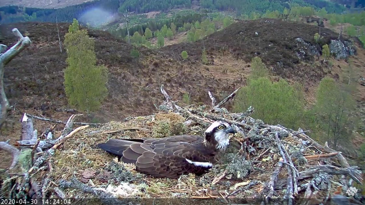 geemeff's tweet image. Interesting #CameraEffect on the #LochArkaigOsprey nest today caused by rain on the #LiveCam

@WoodlandTrust #LochArkaig #OspreyCam #StreamingLive 24/7, funded by @PostcodeLottery, wifi by @Locheilnet.
