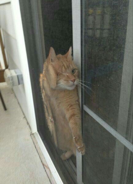 CatVideoGram's tweet photo. #catvideogram #funnycats #cutecats #cats #catsofinstagram #catsofworld  #catslover #catselfie #catsoftheday #catsrule #catsfollowers  #catsanddogs #catsdaily #catsworld #catsloversworld #catslove  #kitty #kittycat #kittylove #kittygram #kittys #kittycats #kittylover https://t.co/RQMaRCwdz6
