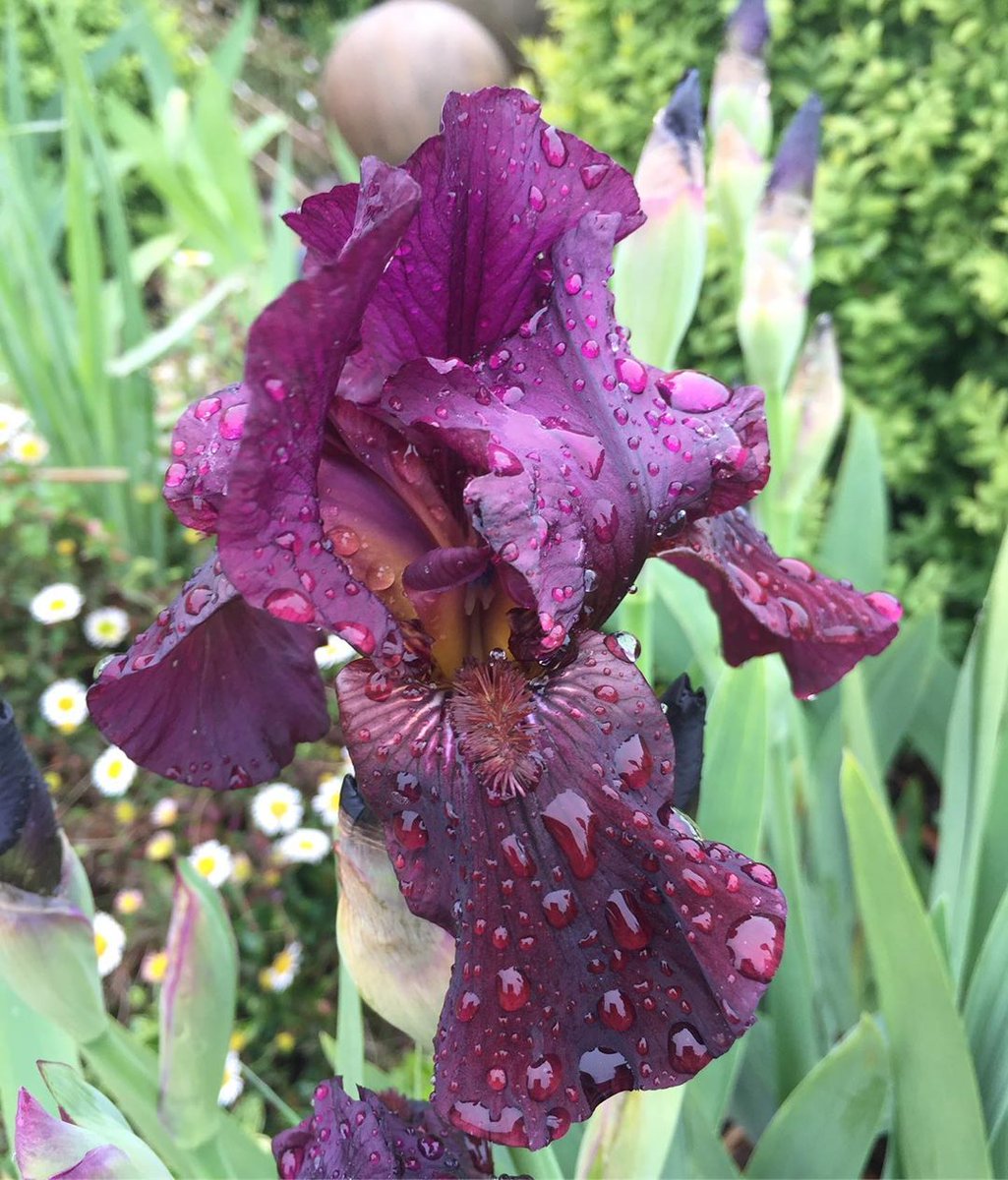 llevelogd's tweet photo. This beauty is Iris ‘Langport Wren’ - I love how she’s caught the rain drops. The deep colours and dark veining contrast with the lime green Euphorbia in the back ground.

Iris Tip - Make sure the rhizomes are exposed to the sun to ensure flowers the following year.
#gardendesign https://t.co/QhnhgbDCme