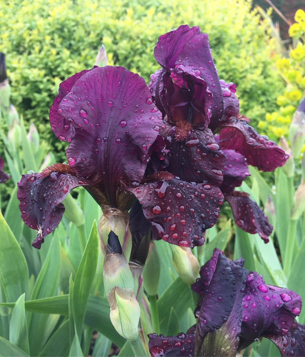 llevelogd's tweet photo. This beauty is Iris ‘Langport Wren’ - I love how she’s caught the rain drops. The deep colours and dark veining contrast with the lime green Euphorbia in the back ground.

Iris Tip - Make sure the rhizomes are exposed to the sun to ensure flowers the following year.
#gardendesign https://t.co/QhnhgbDCme