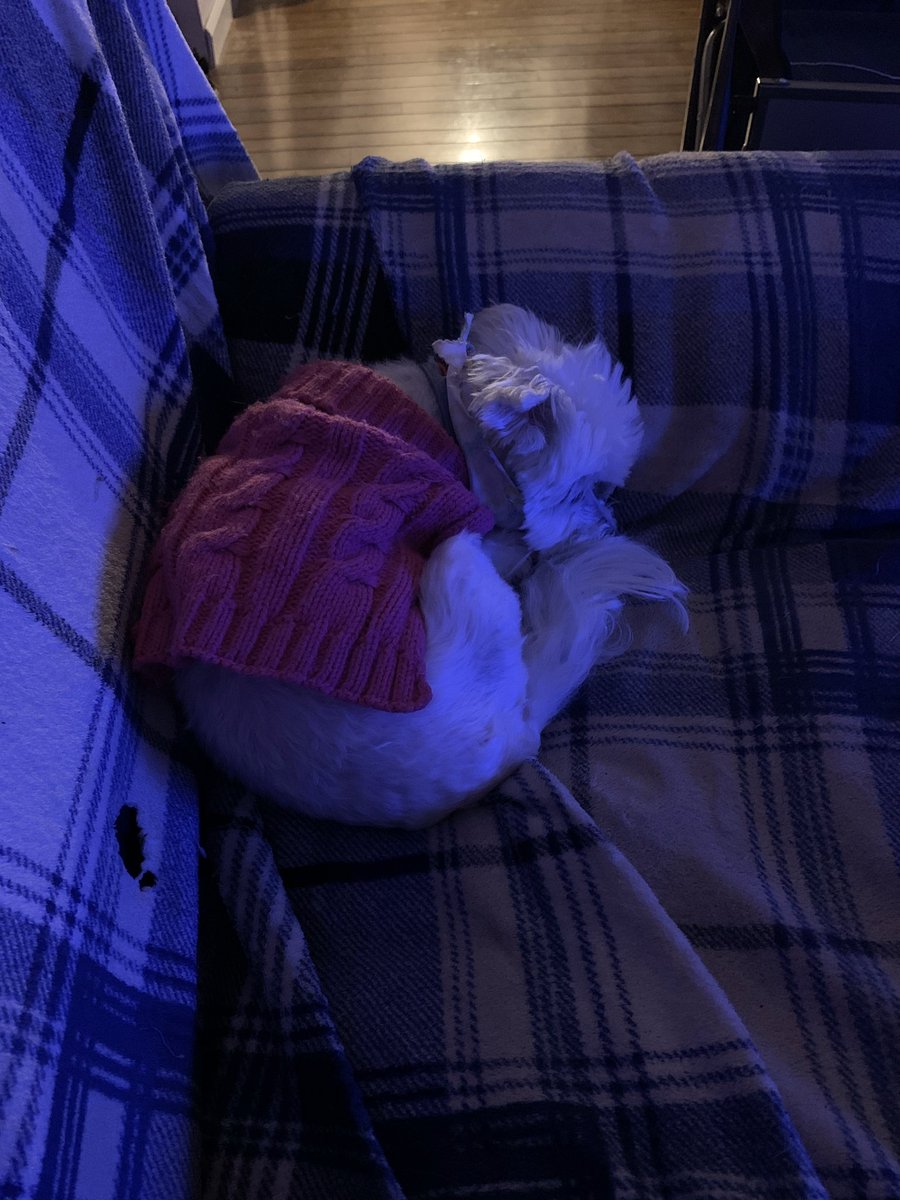 Ravenfishstudio's tweet photo. This right here is the best pup in the world https://t.co/fDTYGTG7hV