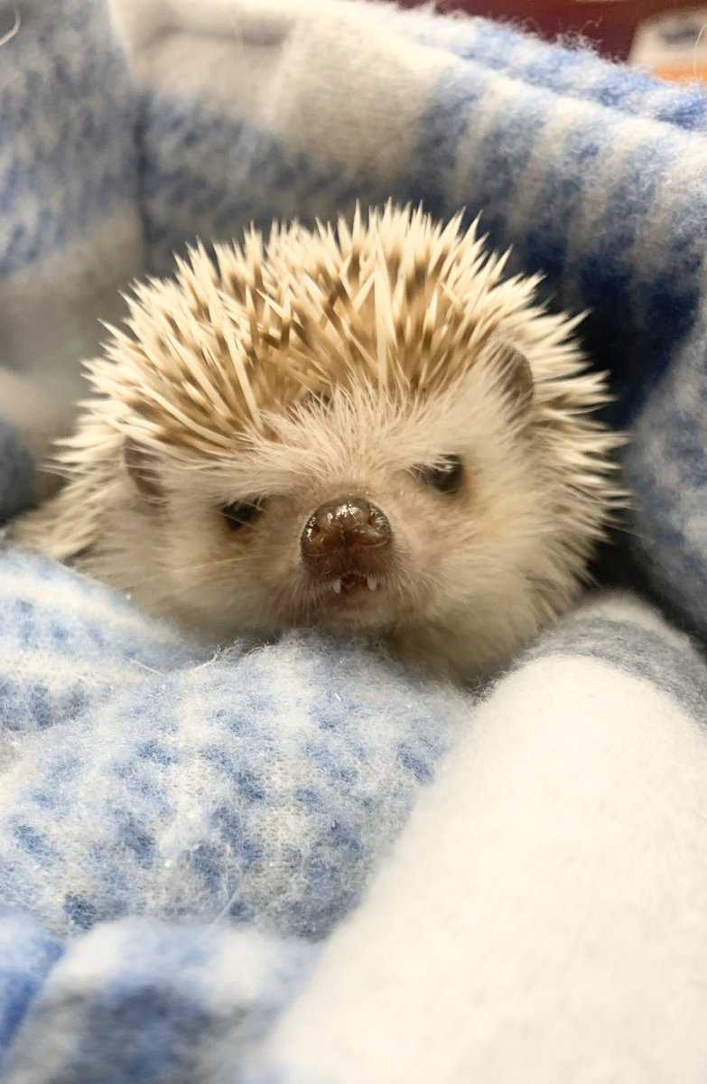 trask_lauren's tweet image. This is the cutest thing I have ever seen!❤️🦔 #hedgehog #teethers #animalnurse #vettech