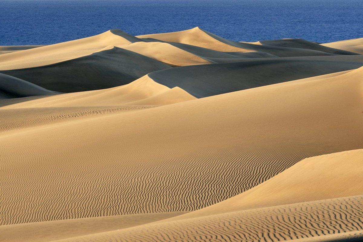 GranCanariaCab's tweet photo. Las Dunas de Maspalomas recuperan sus ondulaciones y el paisaje de ensueño de hace 50 años

El confinamiento #Covid_19 acelera los resultados de Masdunas, proyecto pionero en el mundo

Y posiblemente las aves se queden más tiempo en Gran Canaria

Más info:
https://t.co/D17yyOIPnH https://t.co/eIiquOB0Ry