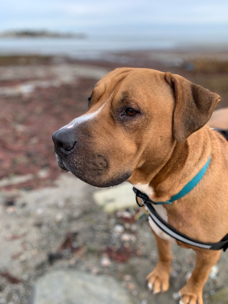 MoosesKraus's tweet photo. In honor of National Adopt a Shelter Pet Day I’m sharing photos of the Kraus pets. ❤️#bestpetsever❤️ https://t.co/QC4DxkYkyA