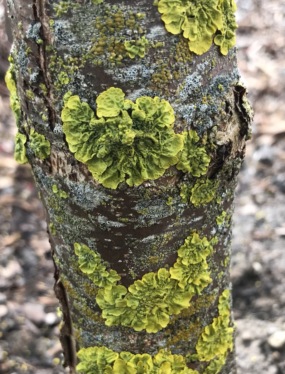 Consider taking a moment to stop and have a closer look at the many beautiful lichen on tree trunks and branches. Incredible textures, colours and shapes. April showers bring so much more than just May flowers.