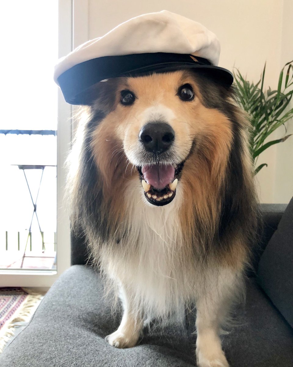 seppokoira's tweet photo. Hyvää vappua kaikille! 🎉🎈🌭

Tämä äijä herkuttelee vapun kotosalla mm. siankorvalla, juustonpaloilla ja porkkanalla. 

Itsehän olen juustoylioppilas shetlanninlammaskoirien lukiosta. Lisäksi mulla on metsäsekoilumerkonomin ja fasaanientuijotustradenomin tutkinnot. #vappu https://t.co/XPmtvhjJo0