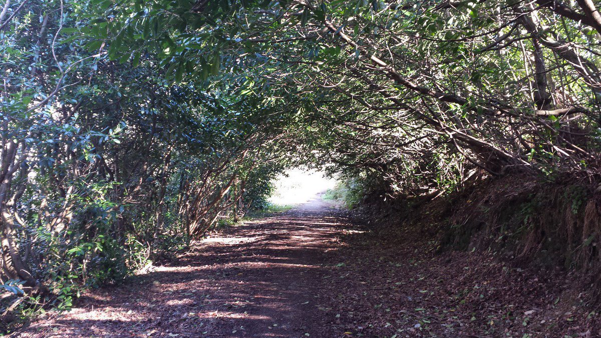 'The Light at the end of the Tunnel' (a much missed walk along the old railway line between Inishannon &amp; Bandon). Hang in there everyone. Stay vigilant. Stay safe.