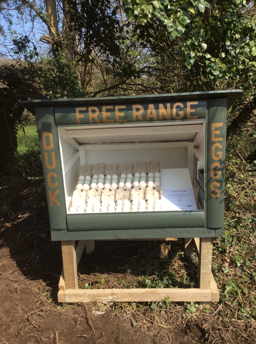 Terras Farm Cornwall tweet media